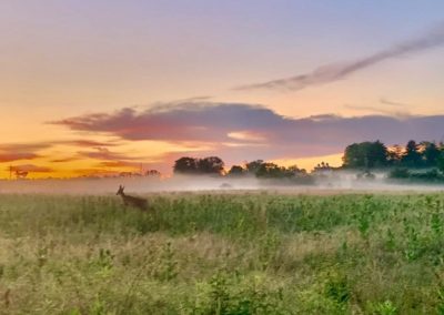 LHT Deer in Meadow by Sarah Gilbert