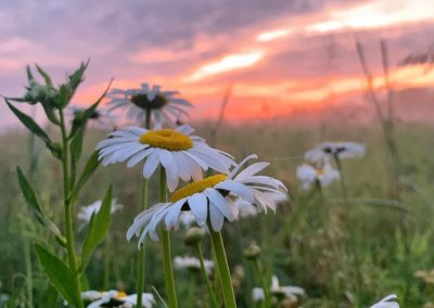 LHT Daisies by Sarah Gilbert