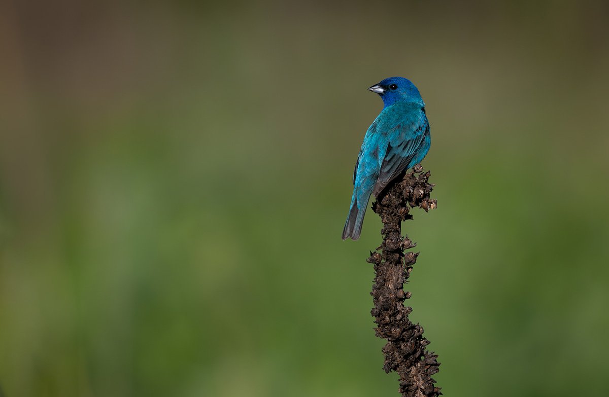 Blue Bird by Daniel Robinson