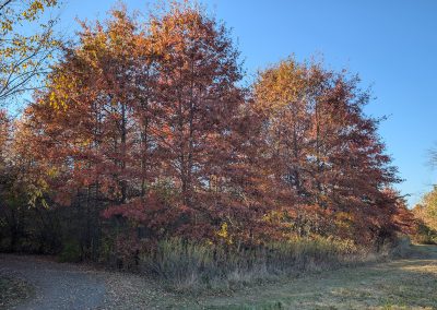 LHT Carson Road Woods Fall 2024
