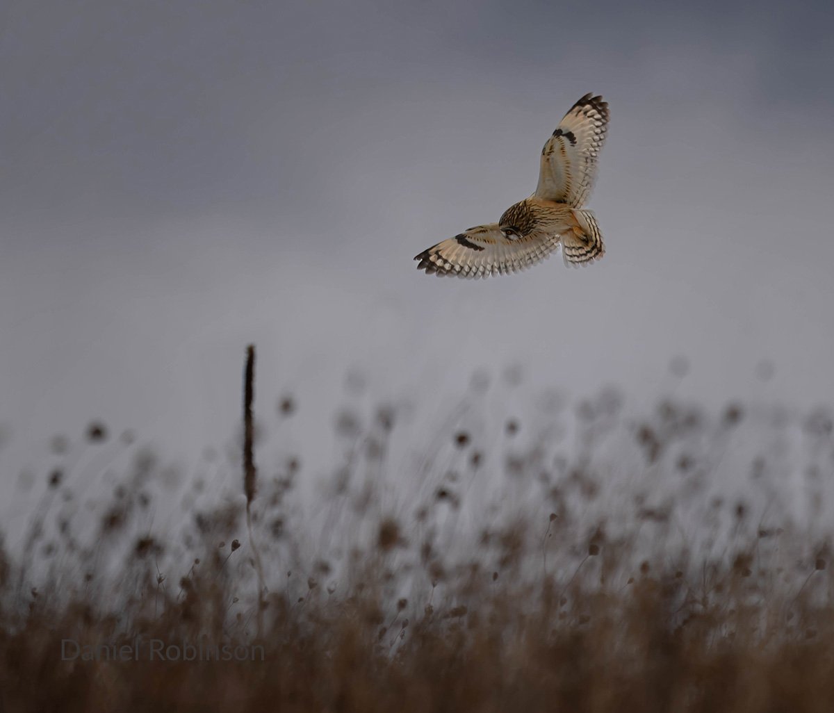 LHT Short-Eared Owl by Daniel Robinson