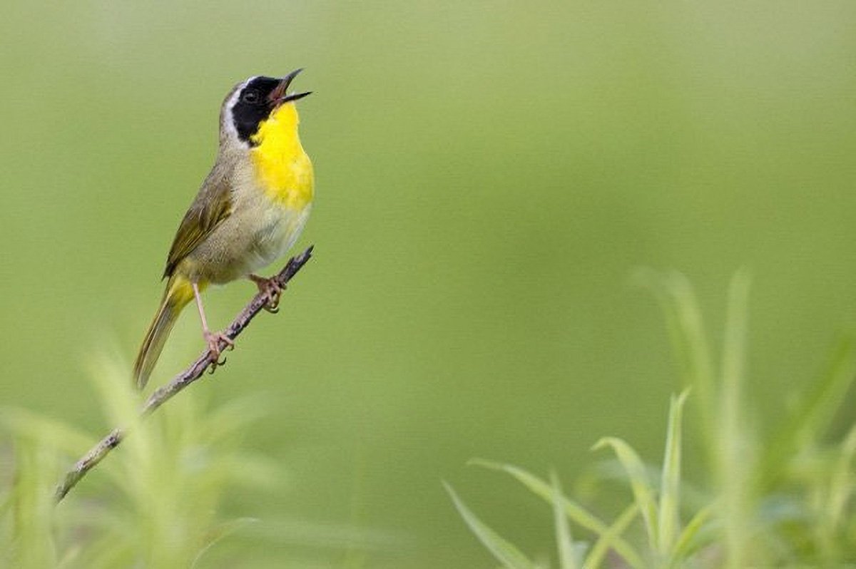 LHT Common Yellowthroat by Daniel Robinson