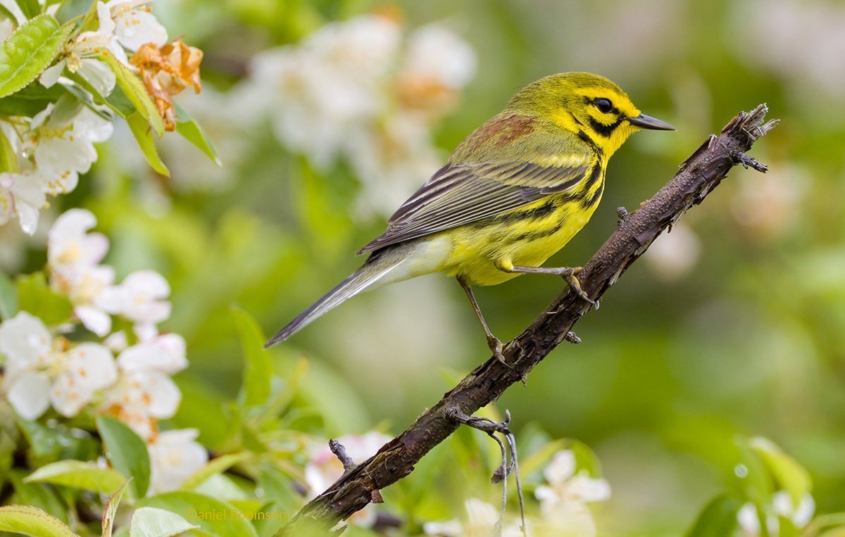 LHT Prairie Warbler by Daniel Robinson