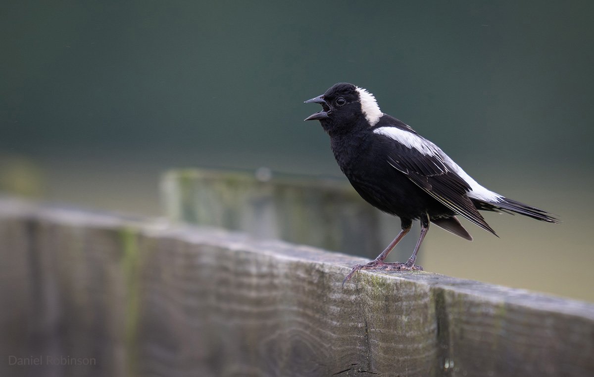 LHT What's That Bird - Bobolink by Daniel Robinson
