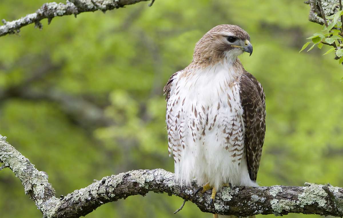 LHT What's that Bird? Red-Tailed Hawk by Daniel Robinson
