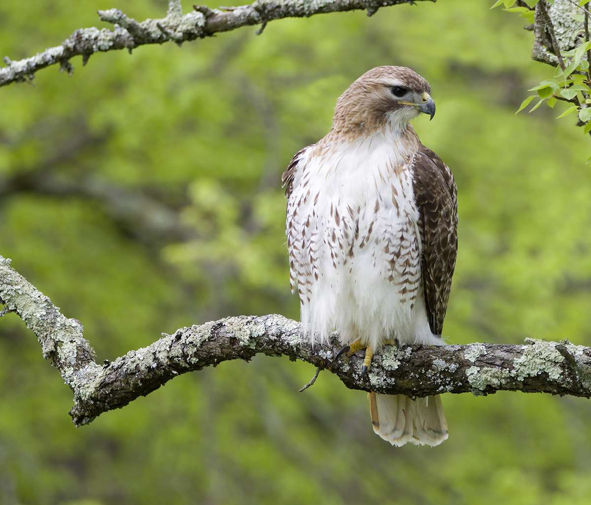 LHT What's that Bird? Red-Tailed Hawk by Daniel Robinson