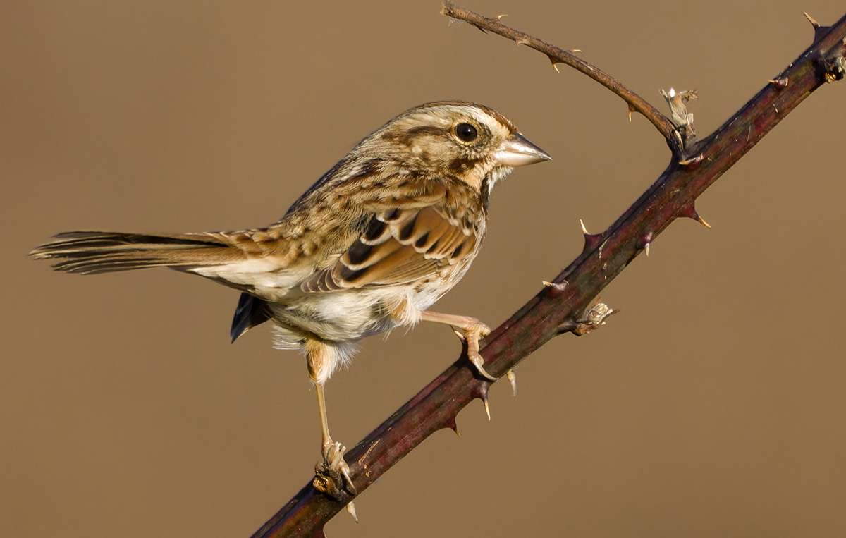 LHT What's That Bird: Song Sparrow by Daniel Robinson