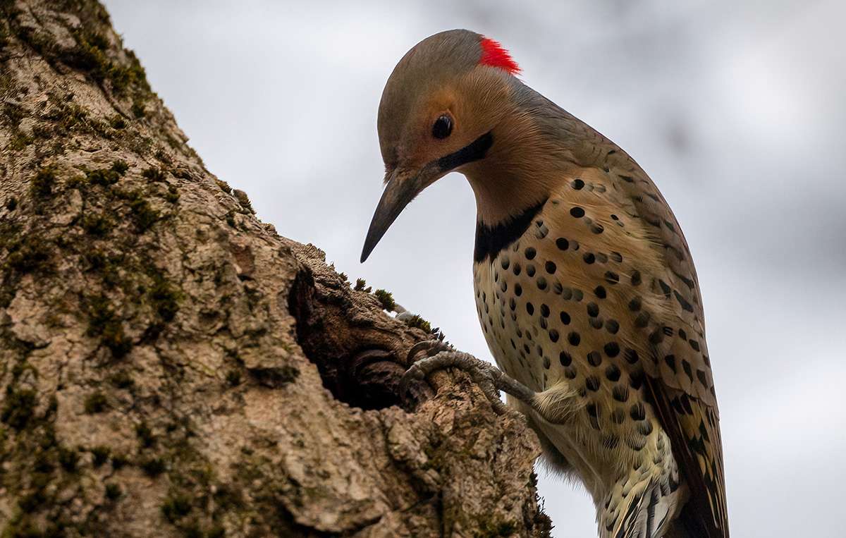 LHT What's That Bird - Northern Flicker Woodpecker by Daniel Robinson