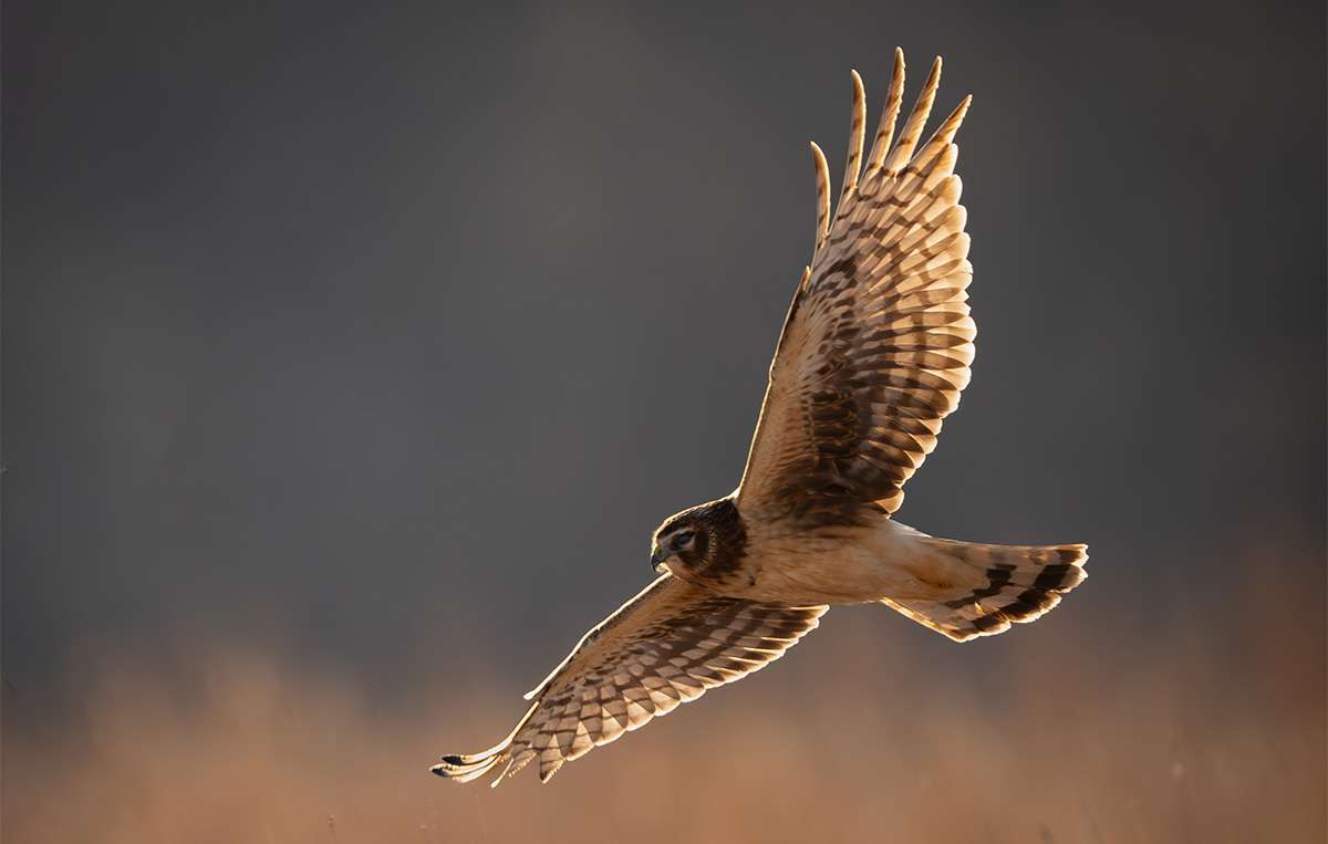 LHT What's That Bird - Greath Northern 